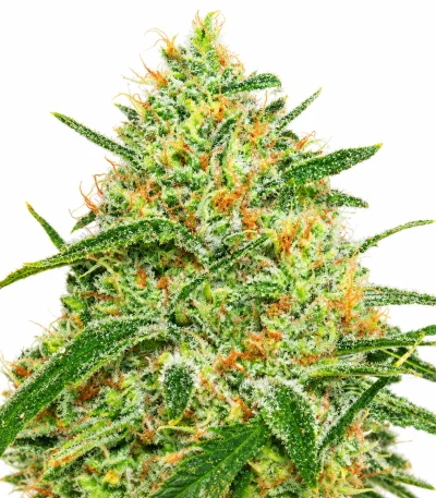 60 Day Grapefruit Feminized Cannabis Seeds