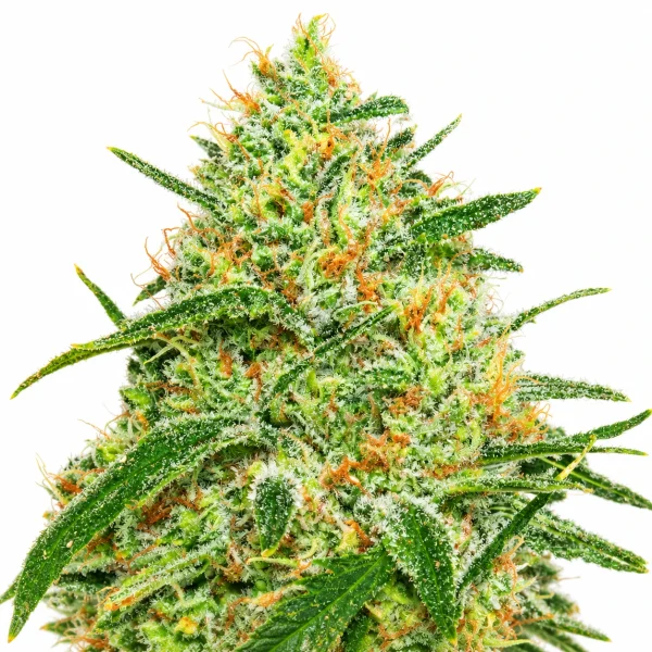 60 Day Grapefruit Feminized Cannabis Seeds