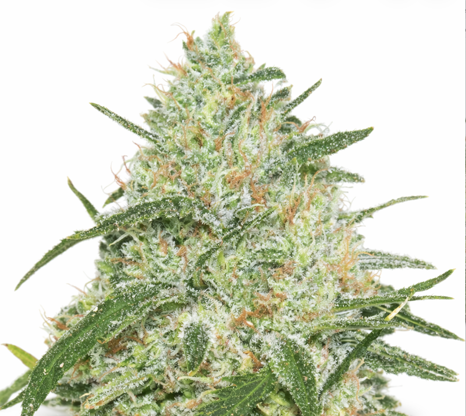 60-day-grapefruit-feminized 60 Day Grapefruit Feminized by Just Seeds – Fast Flowering Citrus Hybrid - Image 1