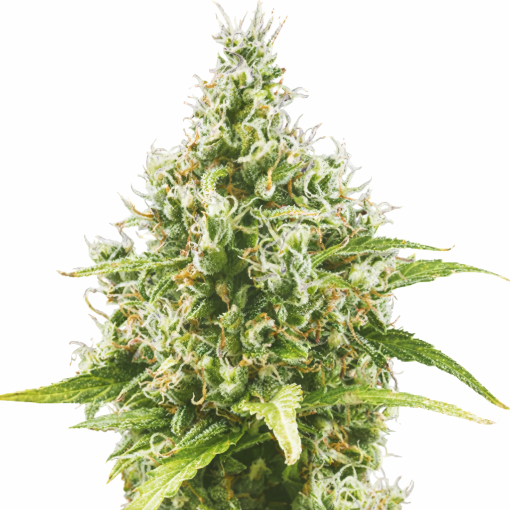 Amnesia-Haze-Cannabis-Seeds-Autoflower Amnesia Haze Autoflower by Just Seeds – Fast Sativa Hybrid - Image 1