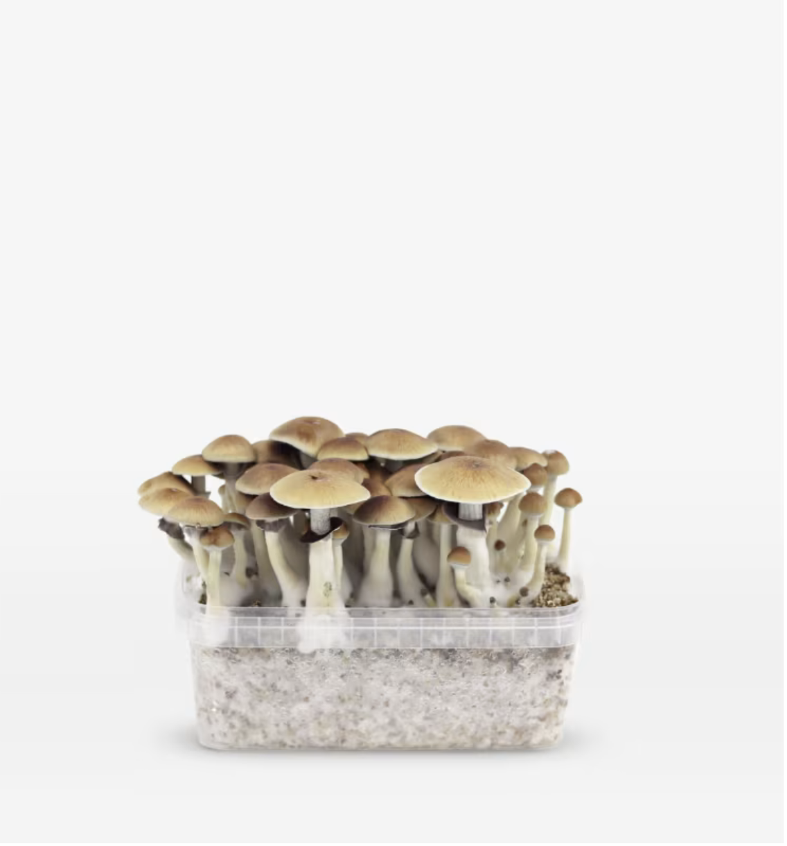 B PES Amazonian Magic Mushroom Grow Kit (1200ML & 2100ML) by Mondo – Psilocybe Cubensis – 100% Mycelium - Image 1