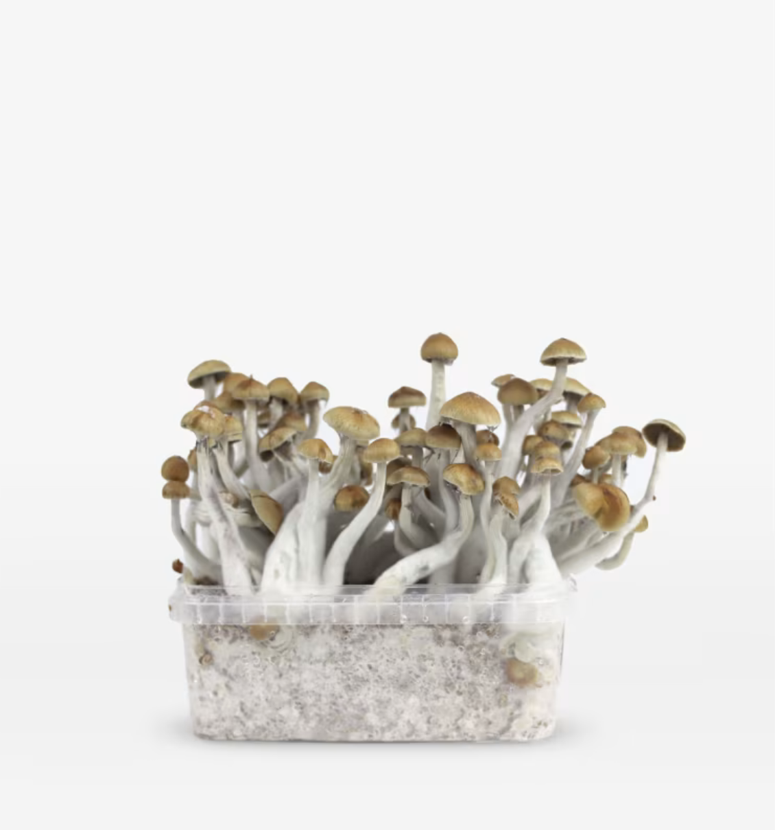 MCK McKennaii Magic Mushroom Grow Kit (1200ML & 2100ML) by Mondo – Psilocybe Cubensis – 100% Mycelium - Image 1