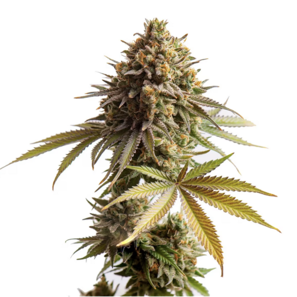 Consistent High-CBD Nepal Gold Seeds - Scalable Packs of 3, 5, or 10