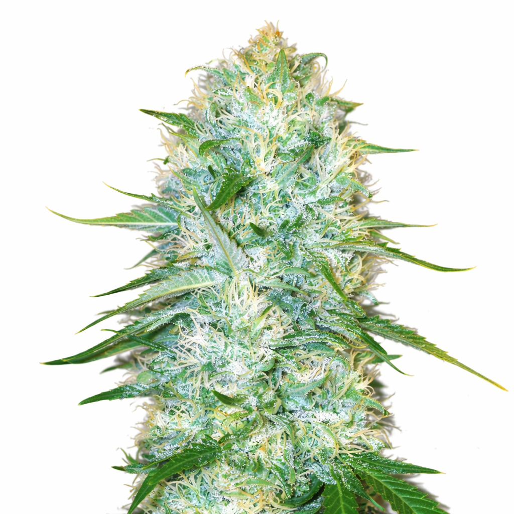 amnesia-lemon-haze-cannabis-seeds-autoflower Amnesia Lemon Autoflower by Just Seeds – Tall Citrus Sativa Auto - Image 1