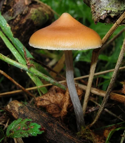 Azurescens Outdoor Spawn Bag (500ML) – Psilocybe Azurescens – Woodlover Spawn