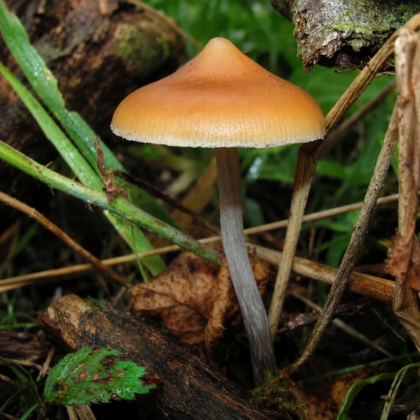 Azurescens Outdoor Spawn Bag (500ML) – Psilocybe Azurescens – Woodlover Spawn