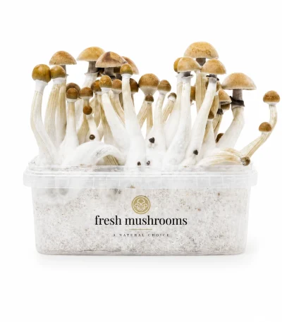 B+ 100% Mycelium Grow Kit