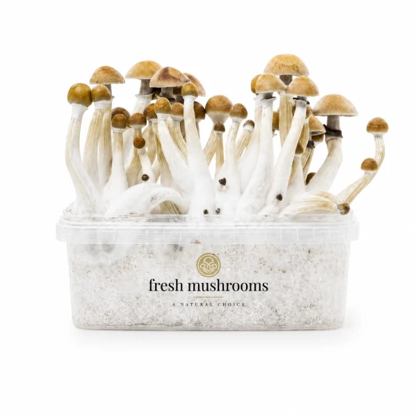 B+ 100% Mycelium Grow Kit