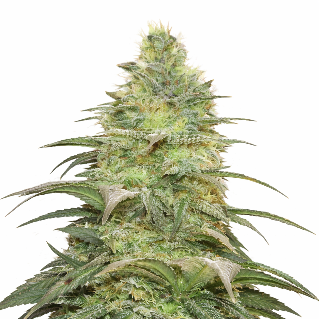 blueberry-berry-feminized Blueberry Berry Feminized by Just Seeds – Classic Indica Hybrid - Image 1