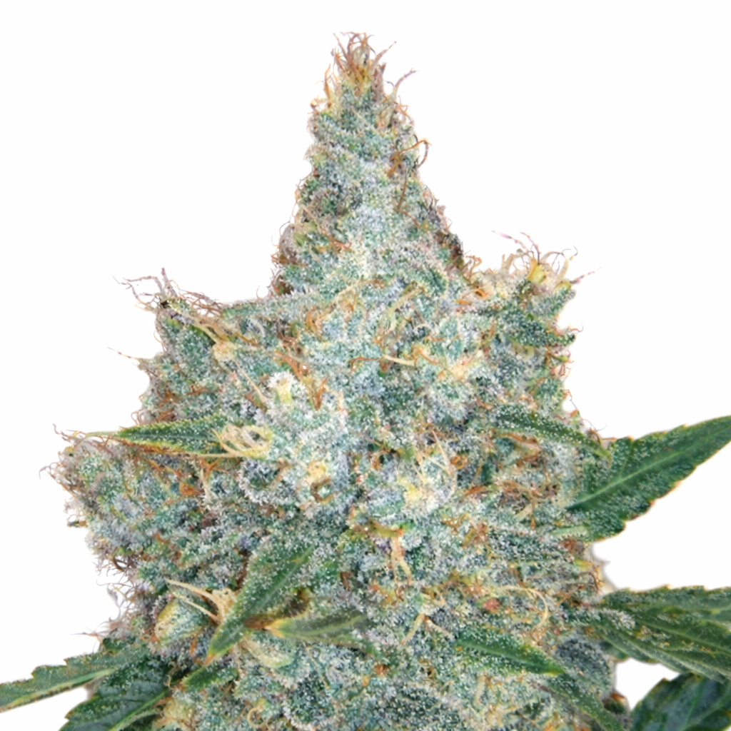 blueberry_berry-Cannabis-Seeds-autoflower Blueberry Berry Autoflower by Just Seeds – Sweet Indica Auto - Image 1
