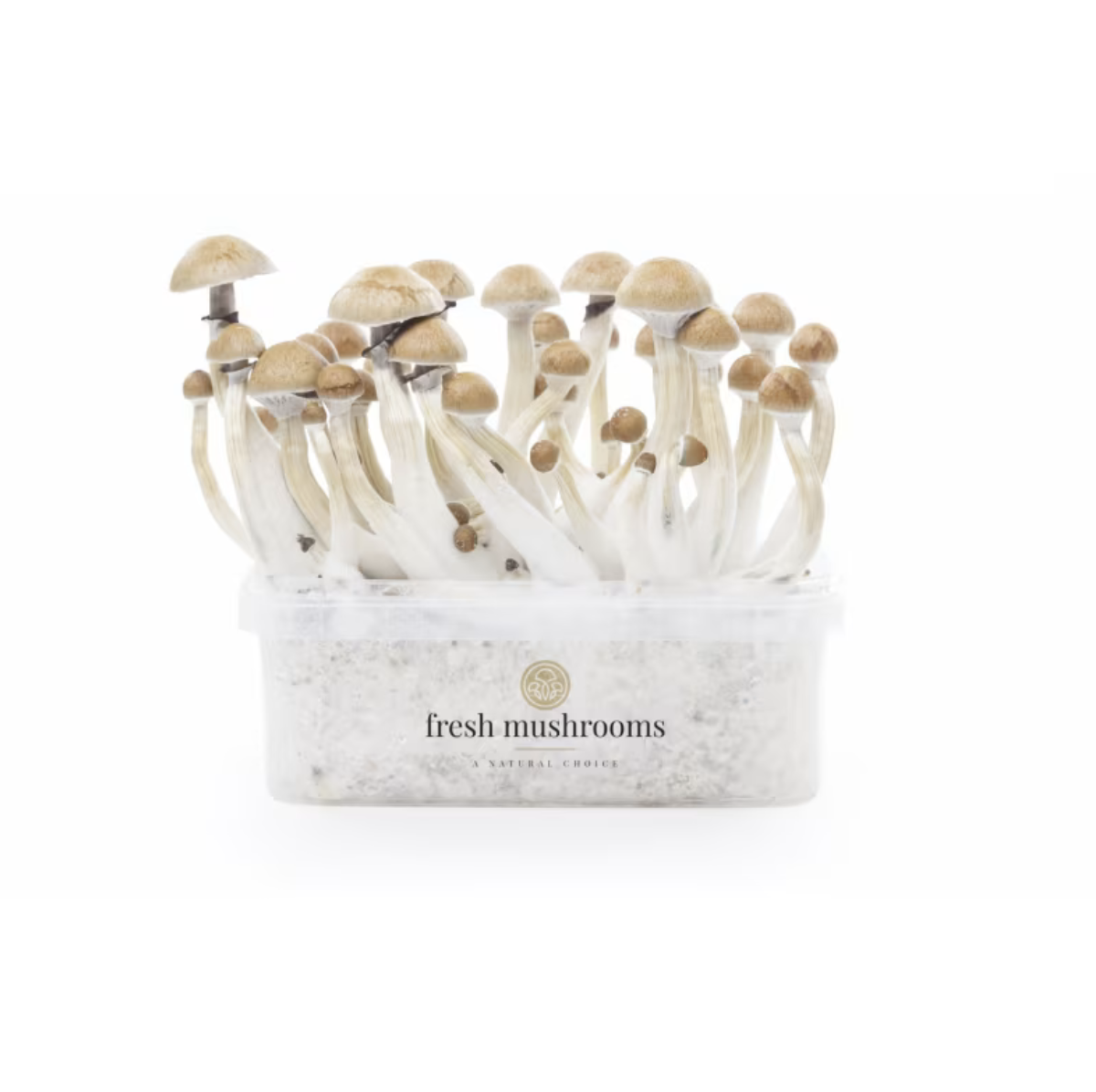 cam1 Cambodian Magic Mushroom Grow Kit (1200ML) by Fresh Mushrooms – Psilocybe Cubensis – 100% Mycelium - Image 1