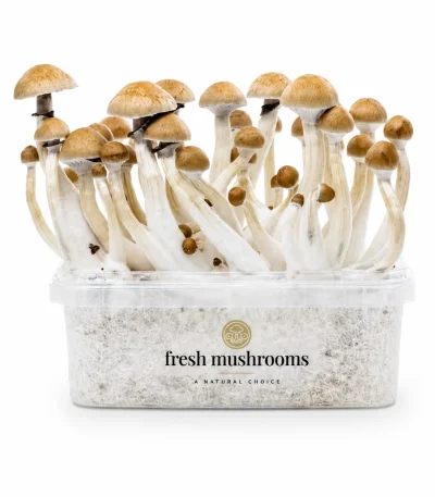 Cambodian Mycelium Grow Kit