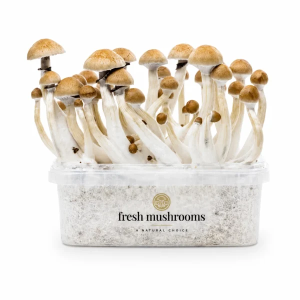 Cambodian Mycelium Grow Kit