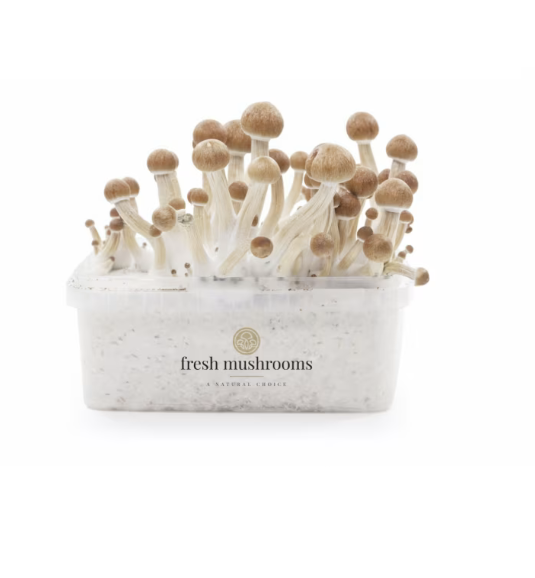 col1 Colombian Magic Mushroom Grow Kit (1200ML) by Fresh Mushrooms – Psilocybe Cubensis – 100% Mycelium - Image 1