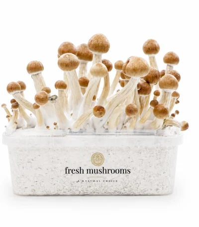 Colombian Mycelium Grow Kit