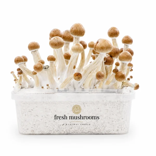 Colombian Mycelium Grow Kit
