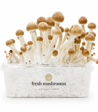 Ecuador Mycelium Grow Kit