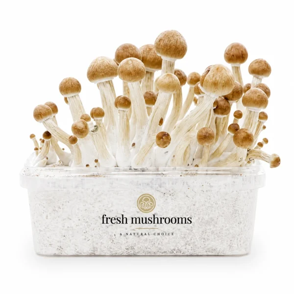 Ecuador Mycelium Grow Kit