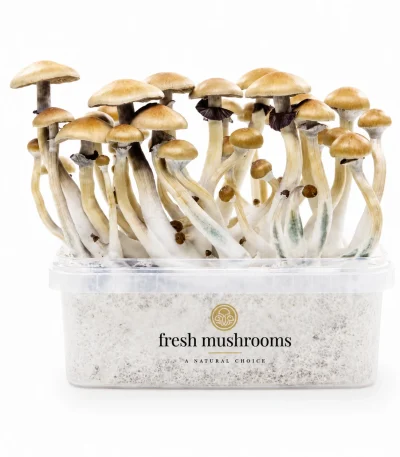 Golden Teacher Mushroom Grow Kit 100% Mycelium 1200ml