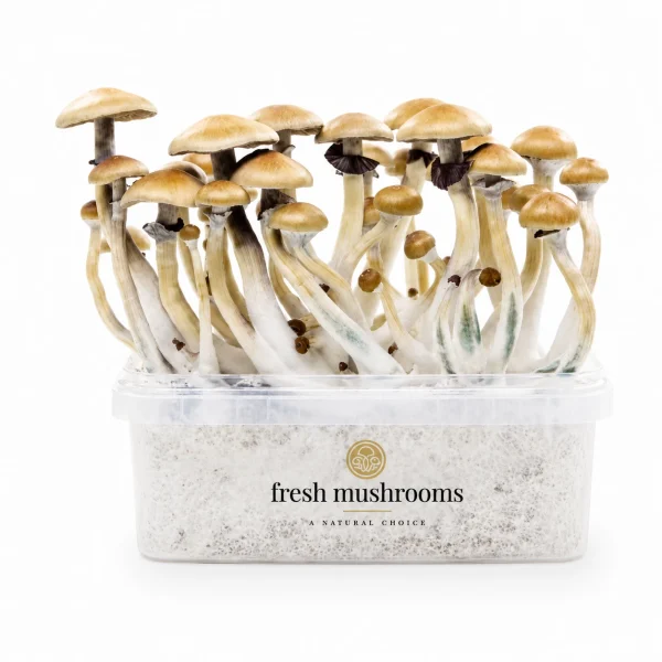 Golden Teacher Mushroom Grow Kit 100% Mycelium 1200ml