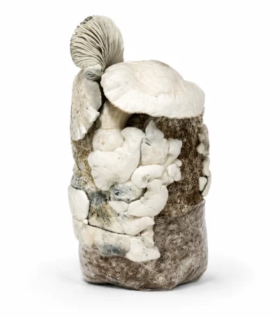 Jack Frost Magic Mushroom Grow Bag (1300g)