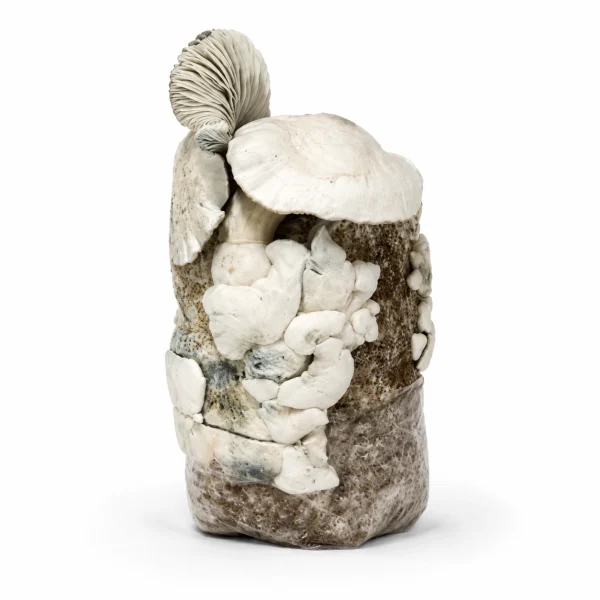 Jack Frost Magic Mushroom Grow Bag (1300g)