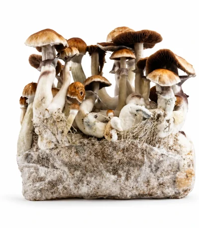 Jedi Mind Fuck Magic Mushroom Grow Bag (1300g)