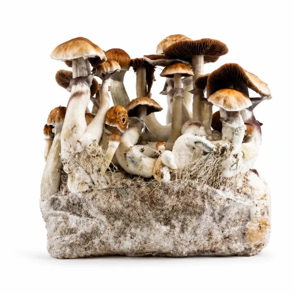Jedi Mind Fuck Magic Mushroom Grow Bag (1300g)