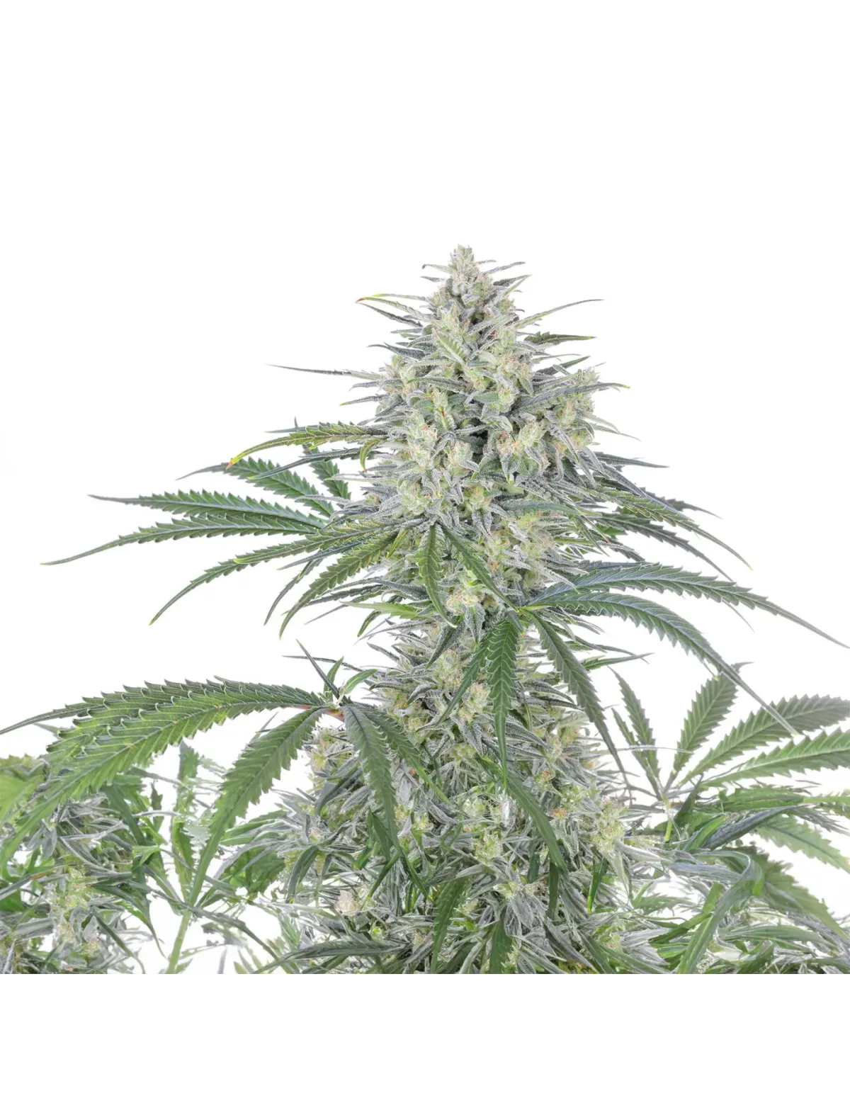 just-seeds-bruce-banner-auto-.webp Fast-Growing Bruce Banner Autoflower Seeds for Reliable, High-Yield Cannabis Cultivation - Image 1