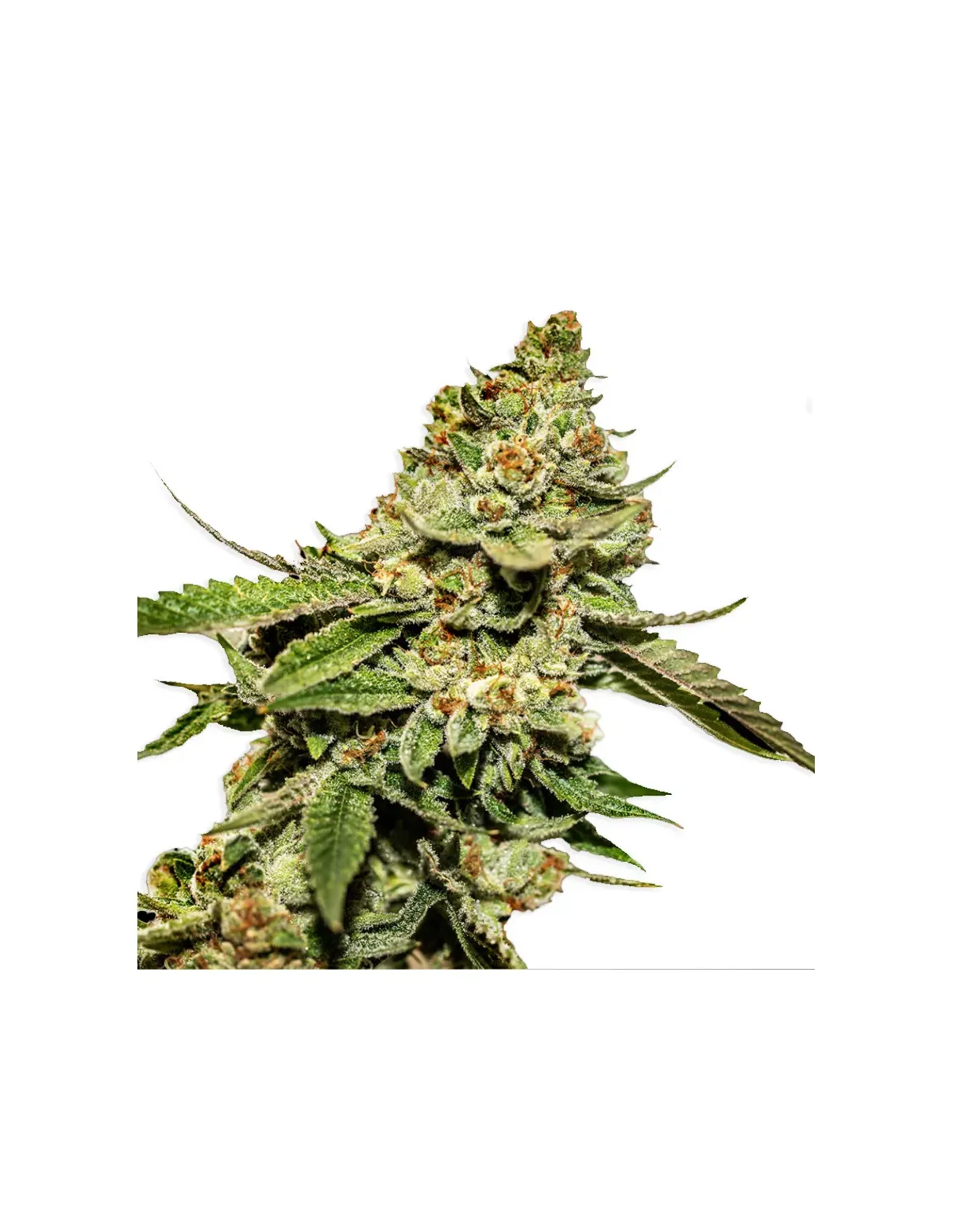 just-seeds-bruce-banner-fem-.webp High-Yield Feminized Bruce Banner Seeds for Consistent Potent Crops - Image 1