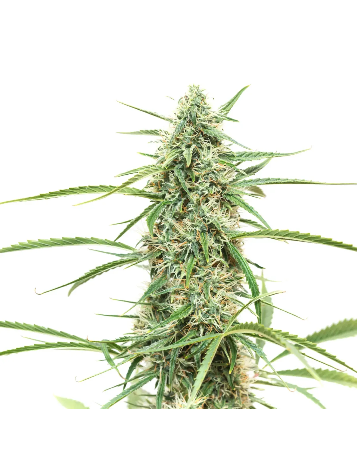 just-seeds-northern-light-fem-1-2.webp Fast-Growing Northern Light Autoflower Seeds for Multiple Quick Harvests - Image 1
