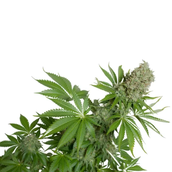 Rapid Harvest White Widow Autoflower Seeds – Easy Growth, High Yield