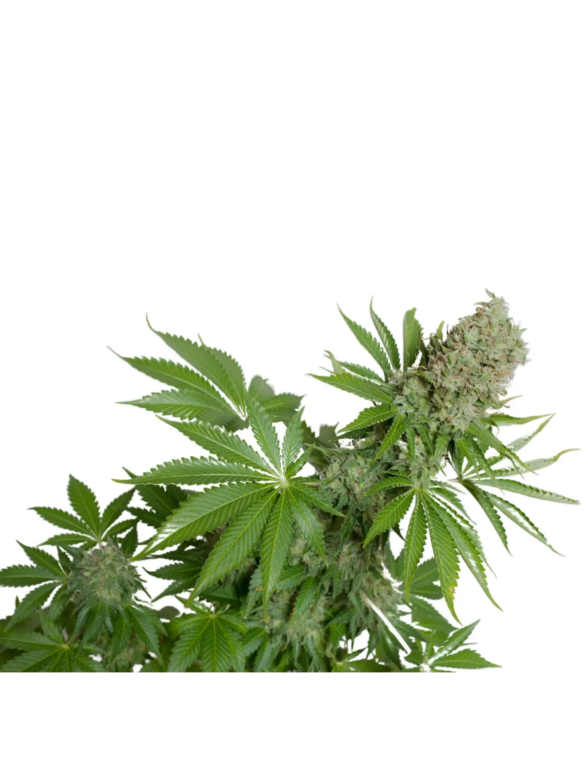 just-seeds-white-widow-auto-.webp Rapid Harvest White Widow Autoflower Seeds – Easy Growth, High Yield - Image 1