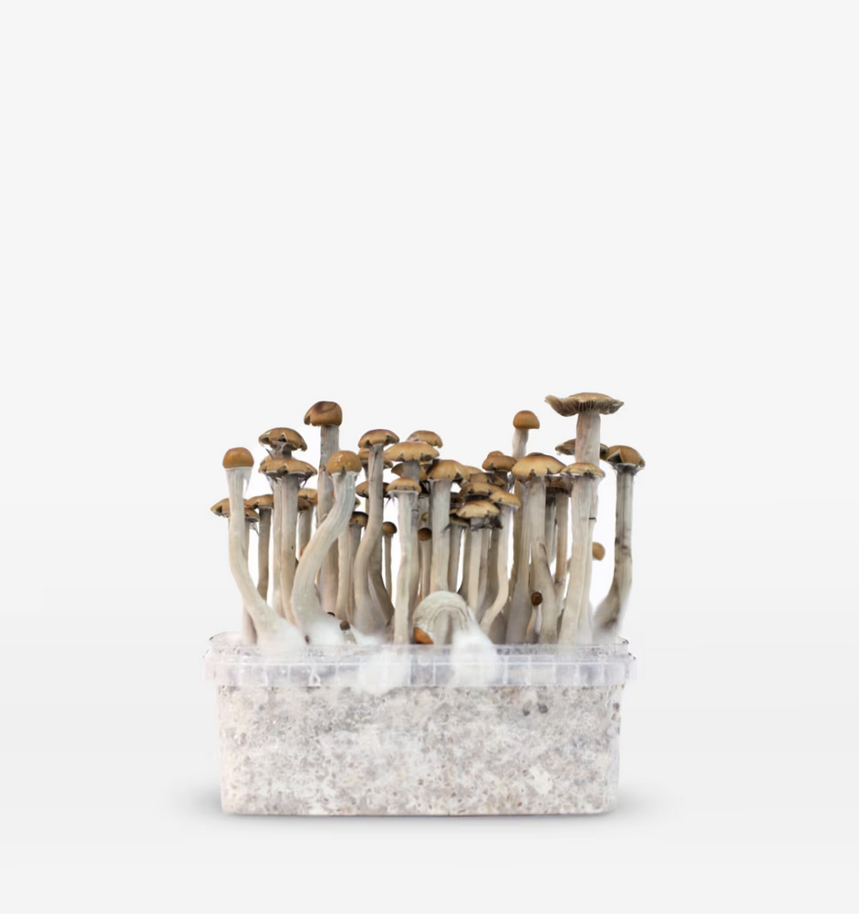 maz Mazatapec Magic Mushroom Grow Kit (1200ML & 2100ML) by Mondo – Psilocybe Cubensis – 100% Mycelium - Image 1