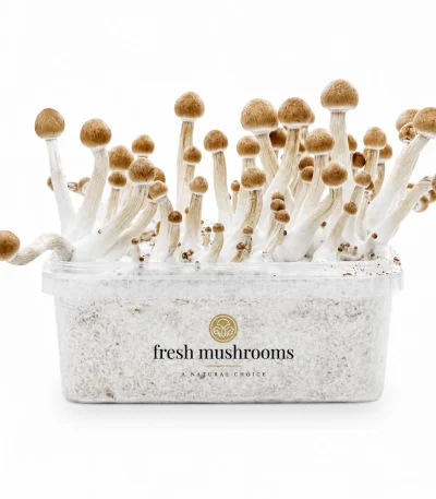 Mazatapec Mushroom Grow Kit 100% Mycelium