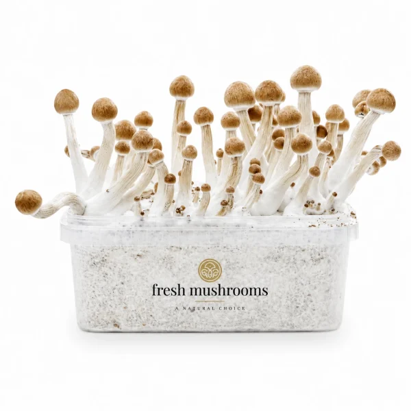 Mazatapec Mushroom Grow Kit 100% Mycelium