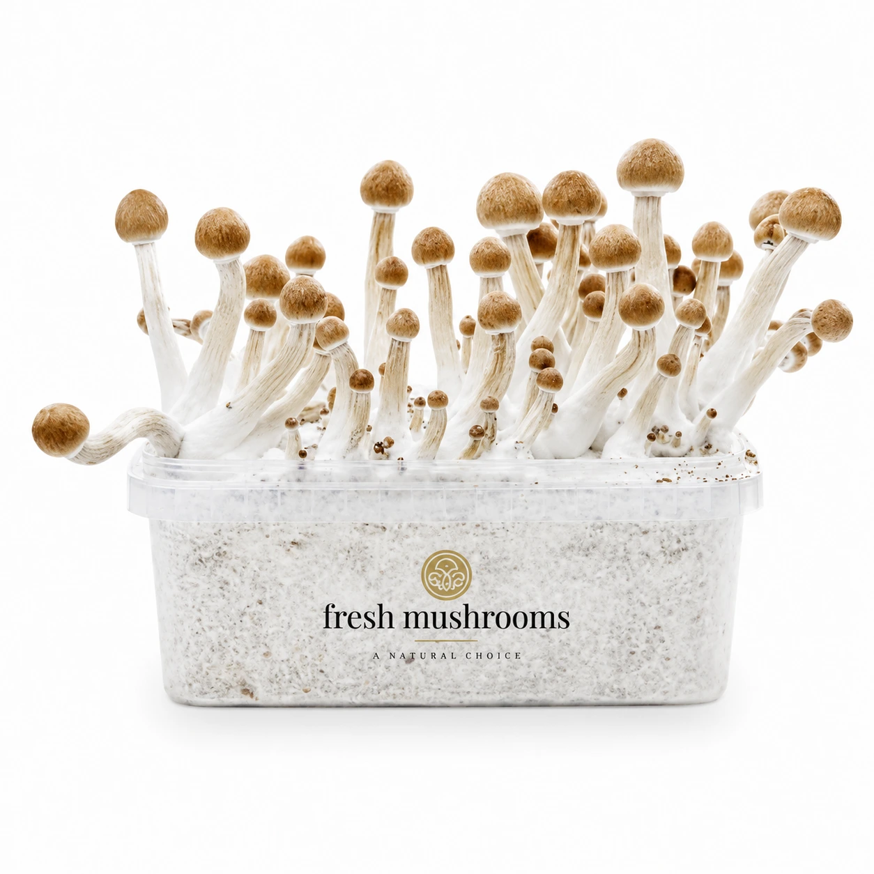 Mazatapec Mushroom Grow Kit 100% Mycelium Mazatapec Mushroom Grow Kit 100% Mycelium