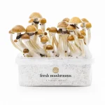 Mc Kennaii Mycelium Grow Kit