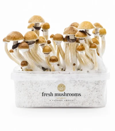 Mc Kennaii Mycelium Grow Kit