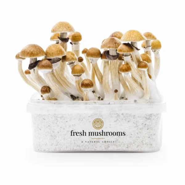 Mc Kennaii Mycelium Grow Kit