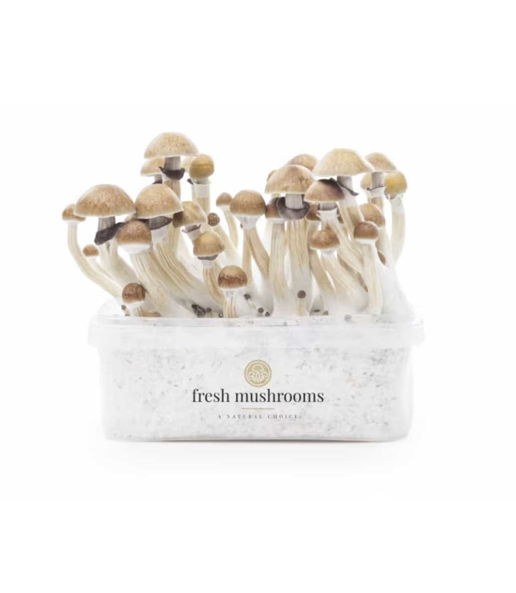 mck 1 McKennaii Magic Mushroom Grow Kit (1200ML) by Fresh Mushrooms – Psilocybe Cubensis – 100% Mycelium - Image 1