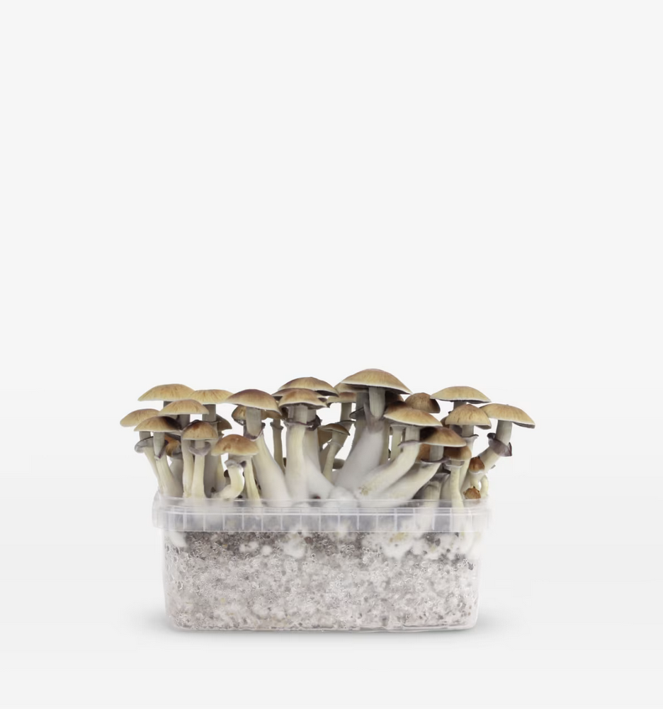 mex Mexicana Magic Mushroom Grow Kit (1200ML & 2100ML) by Mondo – Psilocybe Cubensis – 100% Mycelium - Image 1