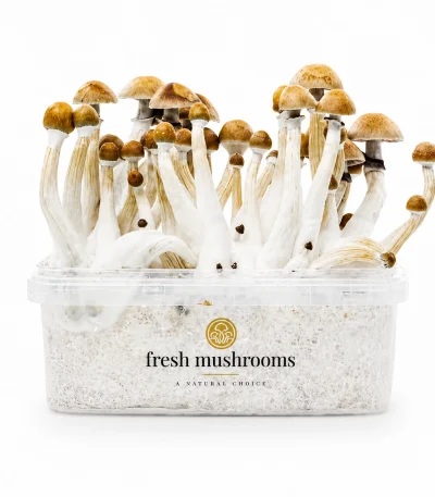 Mexican Mushroom Grow Kit 100% Mycelium 1200ml
