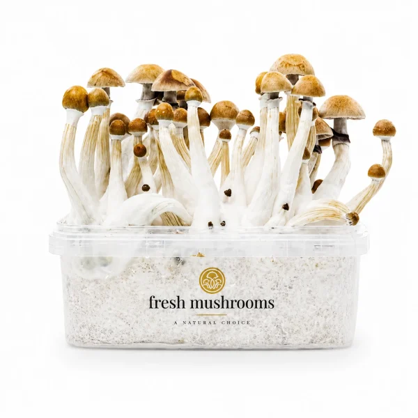 Mexican Mushroom Grow Kit 100% Mycelium 1200ml