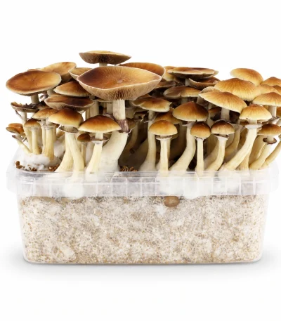 Mondo Amazonian Mushroom Grow Kit 100% Mycelium