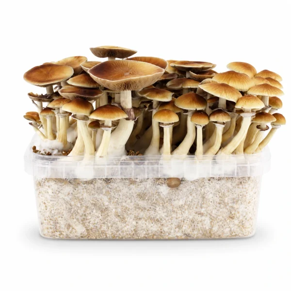 Mondo Amazonian Mushroom Grow Kit 100% Mycelium
