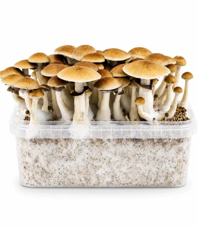 Mondo B+ Mushroom Grow Kit 100% Mycelium