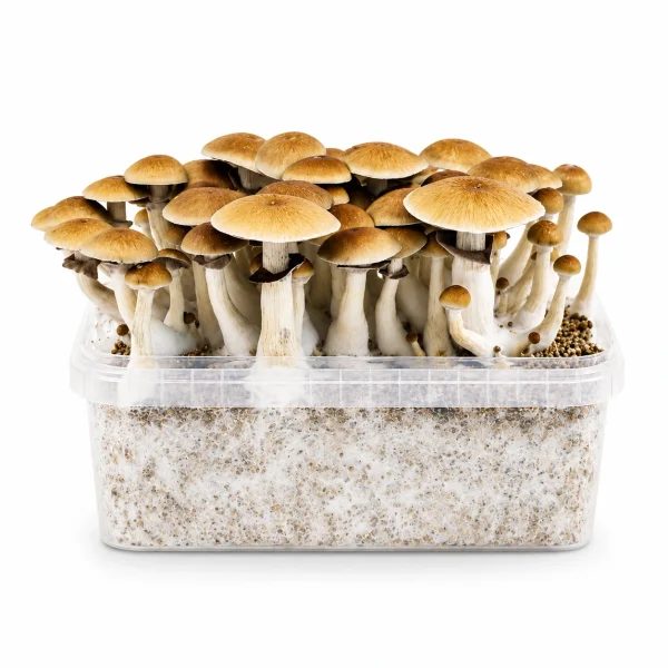 Mondo B+ Mushroom Grow Kit 100% Mycelium