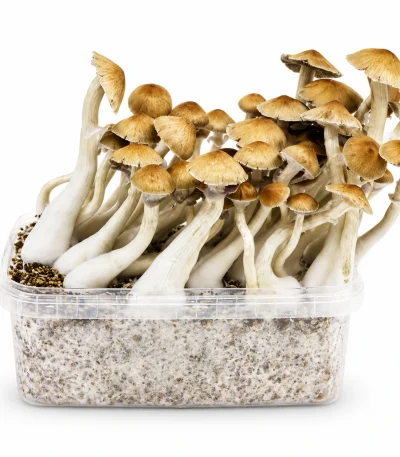 Mondo Cambodian Mushroom Grow Kit 100% Mycelium