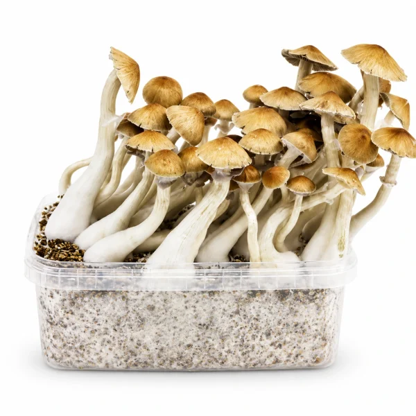 Mondo Cambodian Mushroom Grow Kit 100% Mycelium